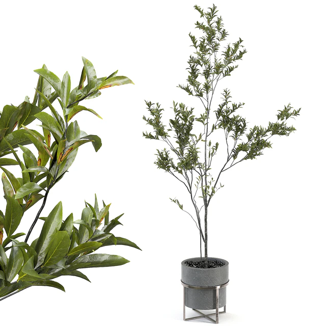 indoor plant 004 — Скачать