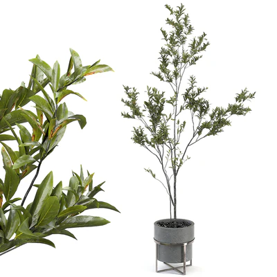 indoor plant 004 — Вид 1