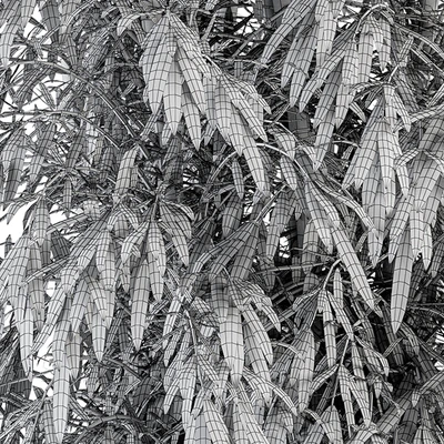 indoor Plant Set 355- Tree and Plant Set in Black pot — Вид 3