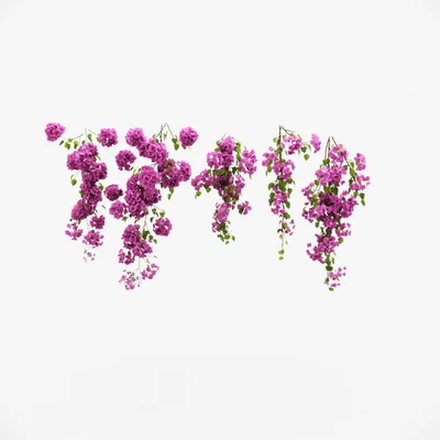 Bougainvillea climber — Ver 2