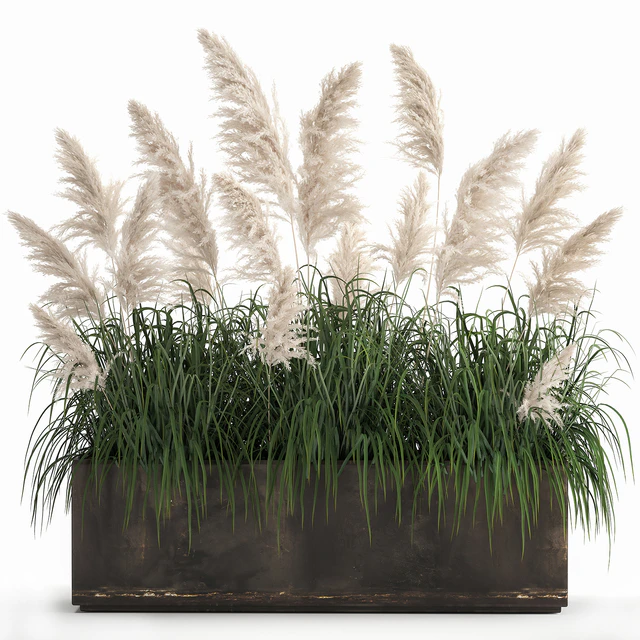 Bush white pampas grass in a street rusty metal pot, white reed, Cortaderia.  1033. — Descargar
