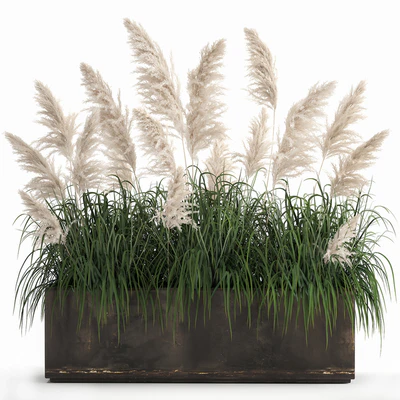 Bush white pampas grass in a street rusty metal pot, white reed, Cortaderia.  1033. — Ver 1