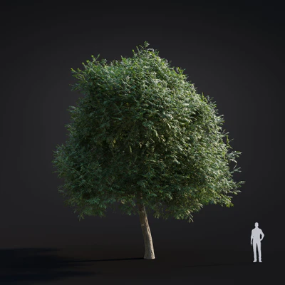 025 green ash — Descargar