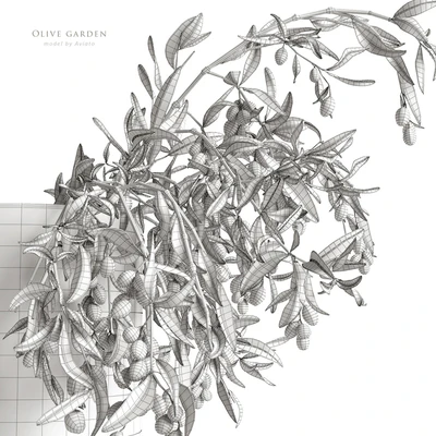 olive garden — Ver 4