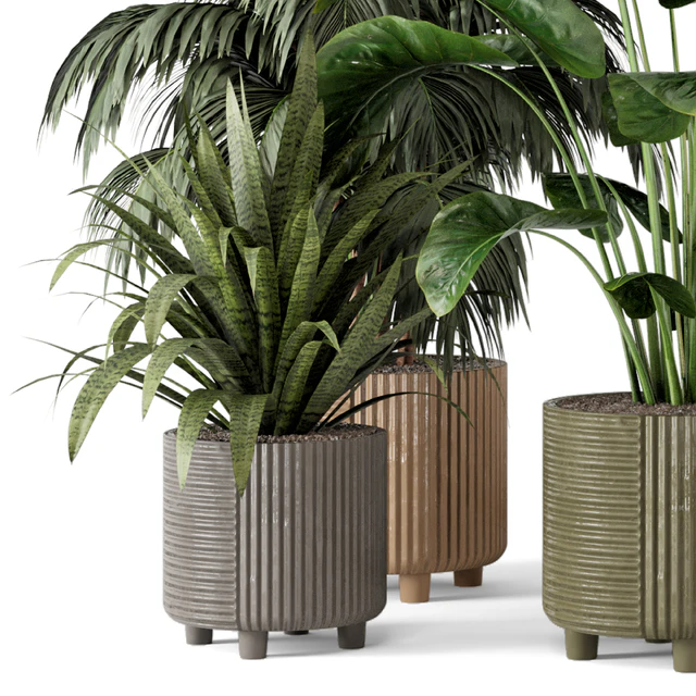 Indoor Planters in Cecilia Ficonstone Pot - Set 349 — Скачать