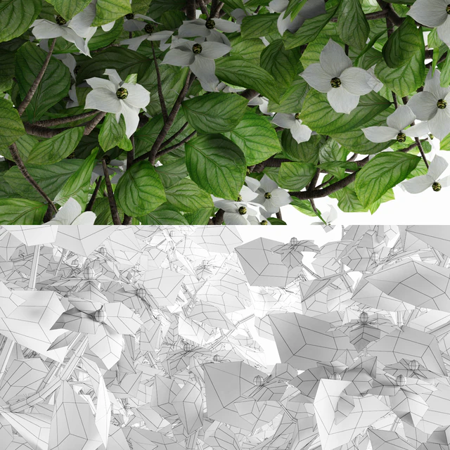 Дерен коуса солитер | Cornus kousa — Скачать