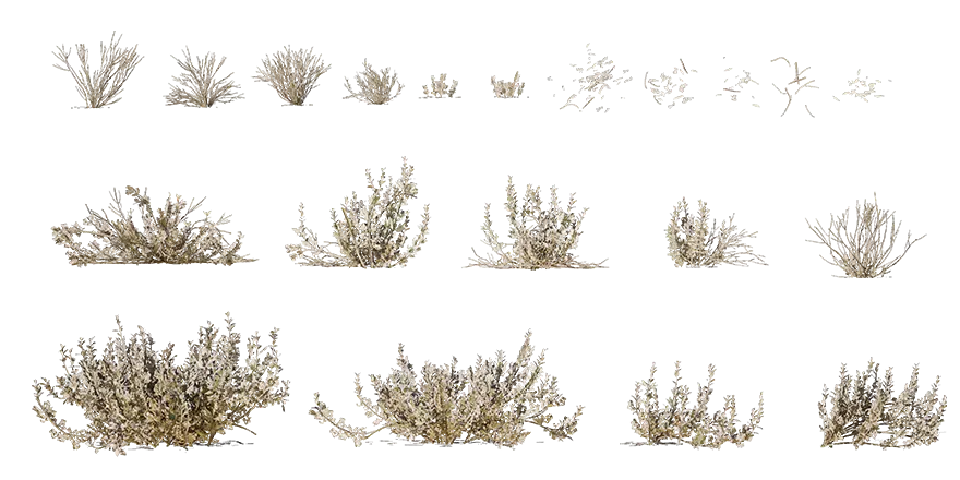 river saltbush 002 — Скачать