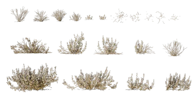 river saltbush 002 — Скачать