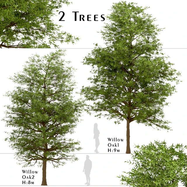 Set of Willow Oak Trees (Quercus phellos) (2 Trees) — Descargar