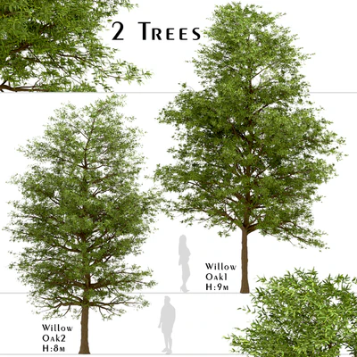 Set of Willow Oak Trees (Quercus phellos) (2 Trees) — Ver 1