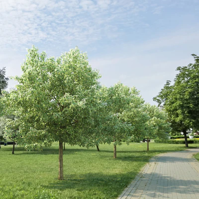 Acer Variegatum — Ver 3
