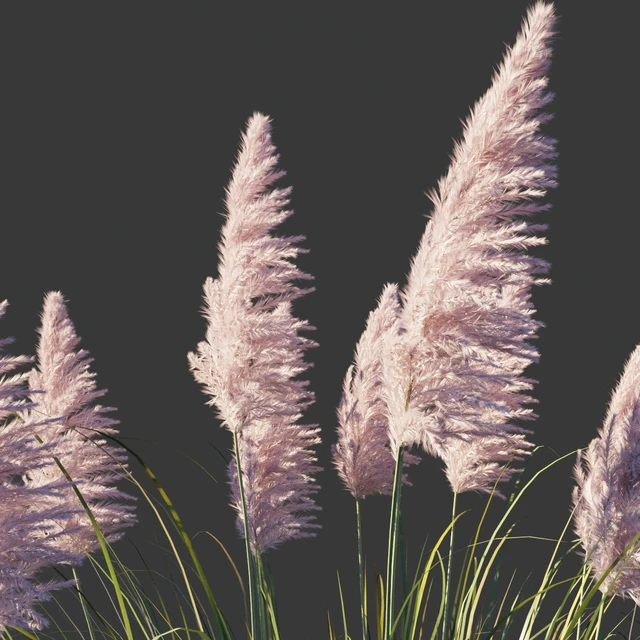 Кортадерия двудомная Розеа/Cortaderia selloana Rosea — Скачать