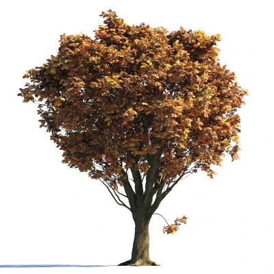 015 autumn — Descargar
