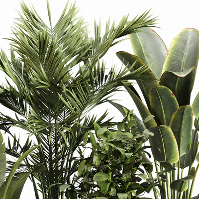 Indoor Plant Set 052 — Ver 2