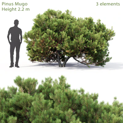 Pine — Вид 1
