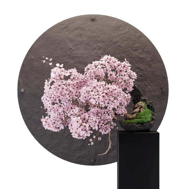 Bonsai sakura — Descargar