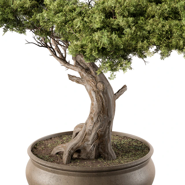 indoor Plant 451 - Bonsai Plant — Descargar