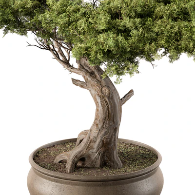 indoor Plant 451 - Bonsai Plant — Ver 3