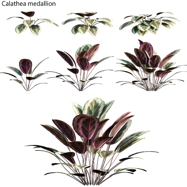 Calathea medallion 01 — Descargar
