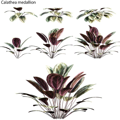 Calathea medallion 01 — Descargar