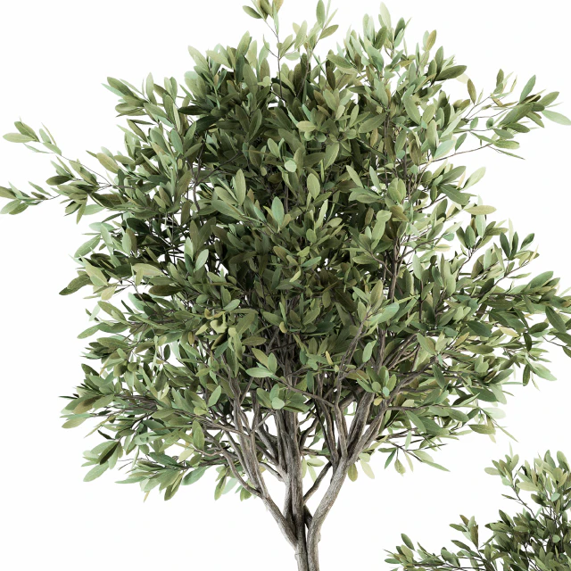 indoor Plant Set 239 - Olive in Pot — Скачать