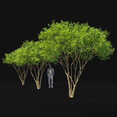 Amelanchier — Вид 2