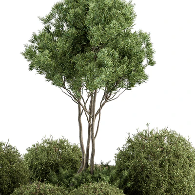 Garden Set Topiary and pine Plants - Outdoor Plants Set 410 — Вид 2