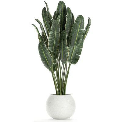 Collection of small beautiful plants in white pots with Banana palm, strelitzia. Set 660. — Ver 2