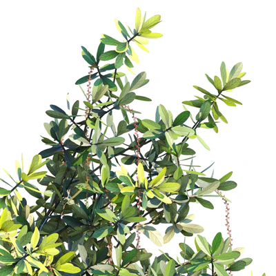 Barringtonia Acutangula Var 4 — Вид 2