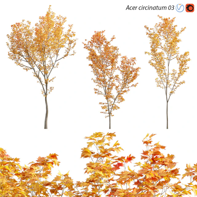 Acer circinatum - Vine Maple 03 — Скачать