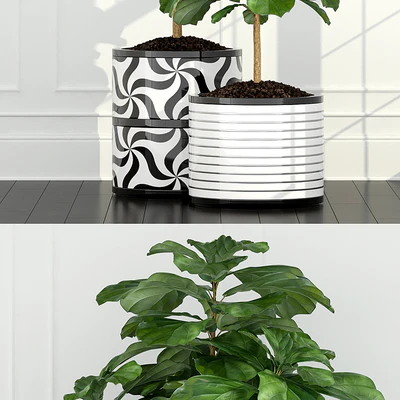 Plants collection 63 — Вид 3
