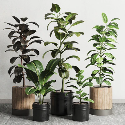 Ficus - Ficus rubbery plant 165 dirty wooden and plastic pots — Ver 2