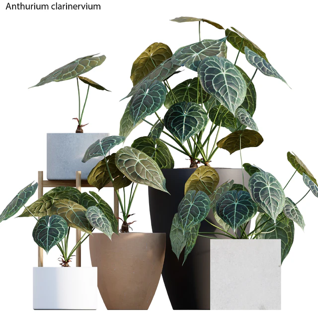 Anthurium clarinervium — Descargar