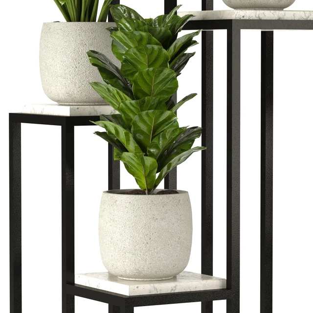 Collection Indoor Plants Nim08 — Скачать