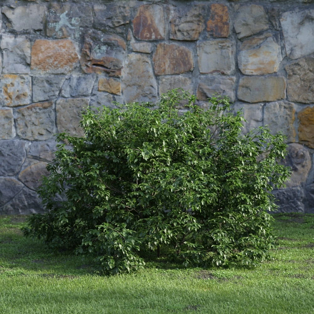 plants and bushes 048 — Descargar