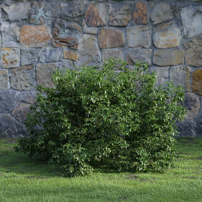 plants and bushes 048 — Descargar