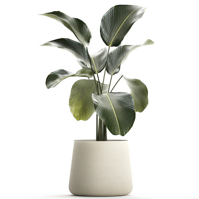 Exotic bush Calathea lutea in a pot, Strelitzia. Plants 1310 — Descargar