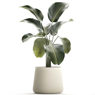 Exotic bush Calathea lutea in a pot, Strelitzia. Plants 1310 — Ver 3