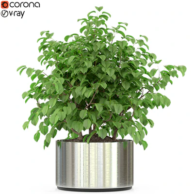 Plants collection 246 — Вид 1