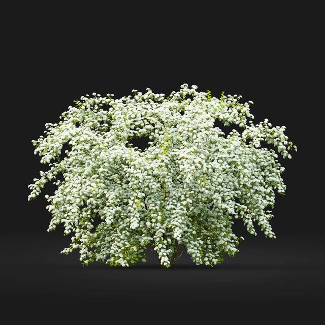Spiraea Vanhouttei — Скачать