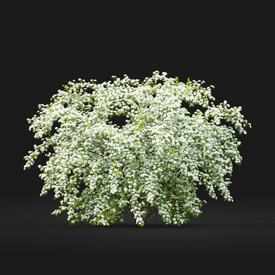 Spiraea Vanhouttei — Вид 3