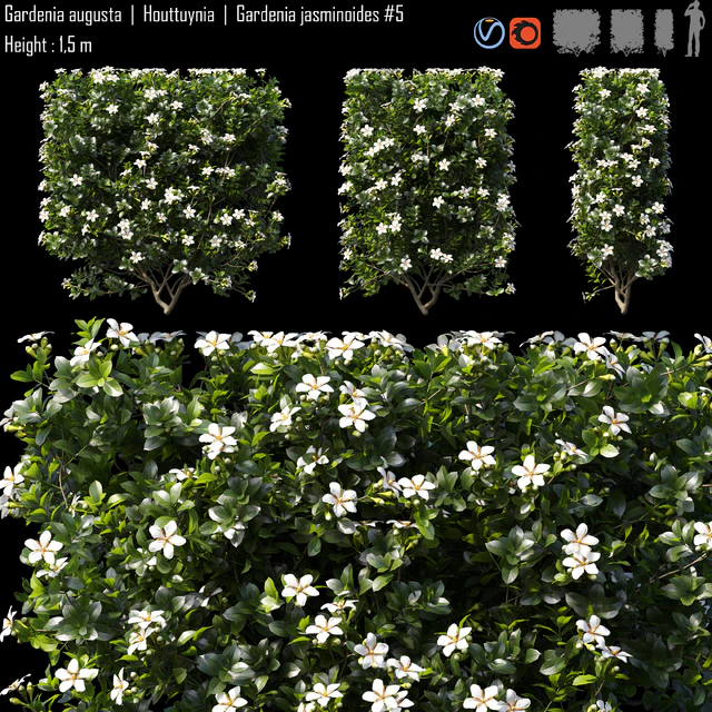 Gardenia augusta | Houttuynia | Gardenia jasminoides # 5 — Descargar