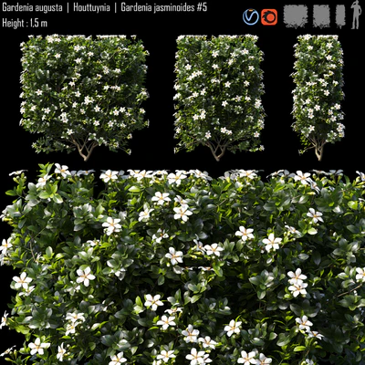 Gardenia augusta | Houttuynia | Gardenia jasminoides # 5 — Descargar