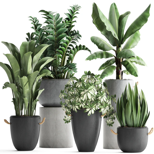 Plant Collection 392. Banana, Zamioculcas, Caladium, Schefflera, pot, flowerpot, concrete, outdoor — Descargar