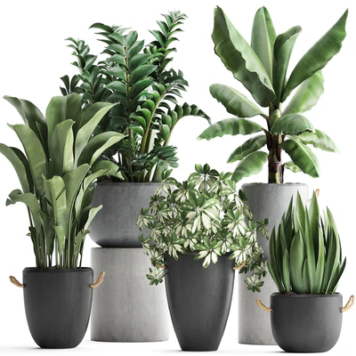 Plant Collection 392. Banana, Zamioculcas, Caladium, Schefflera, pot, flowerpot, concrete, outdoor — Ver 1