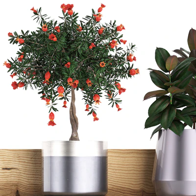Plant Collection 409. Shelf with flowers, Pomegranate, Ficus, cactus, bromeliad, grass, indoor plants, luxury pot, eco design — Ver 2