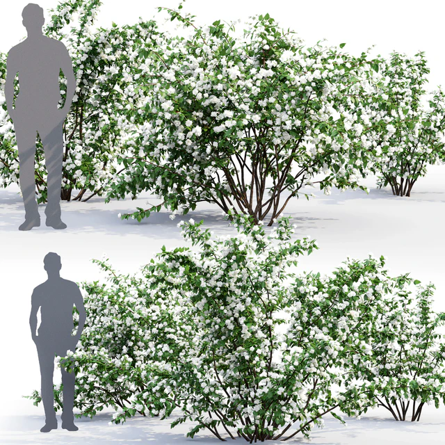 Philadelphus Bouquet Blanc #1 | Жасмин — Скачать