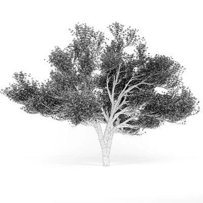 Flowering Apple Tree — Вид 2