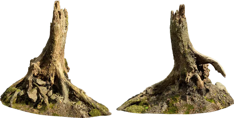 nordic forest tree stump small 001 — Descargar