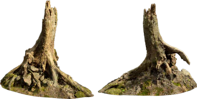 nordic forest tree stump small 001 — Descargar
